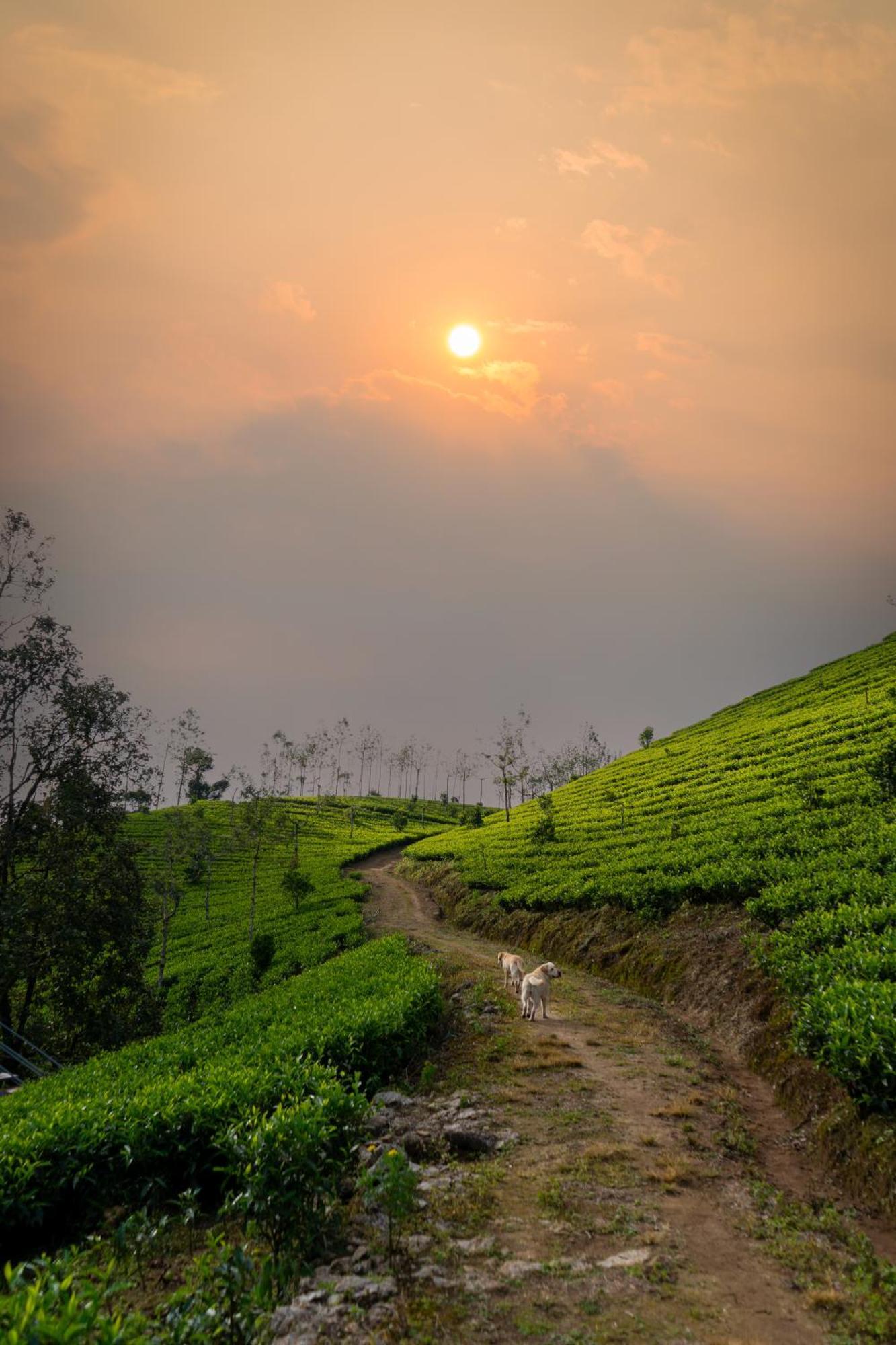 Camelot Resort Munnar Eksteriør billede